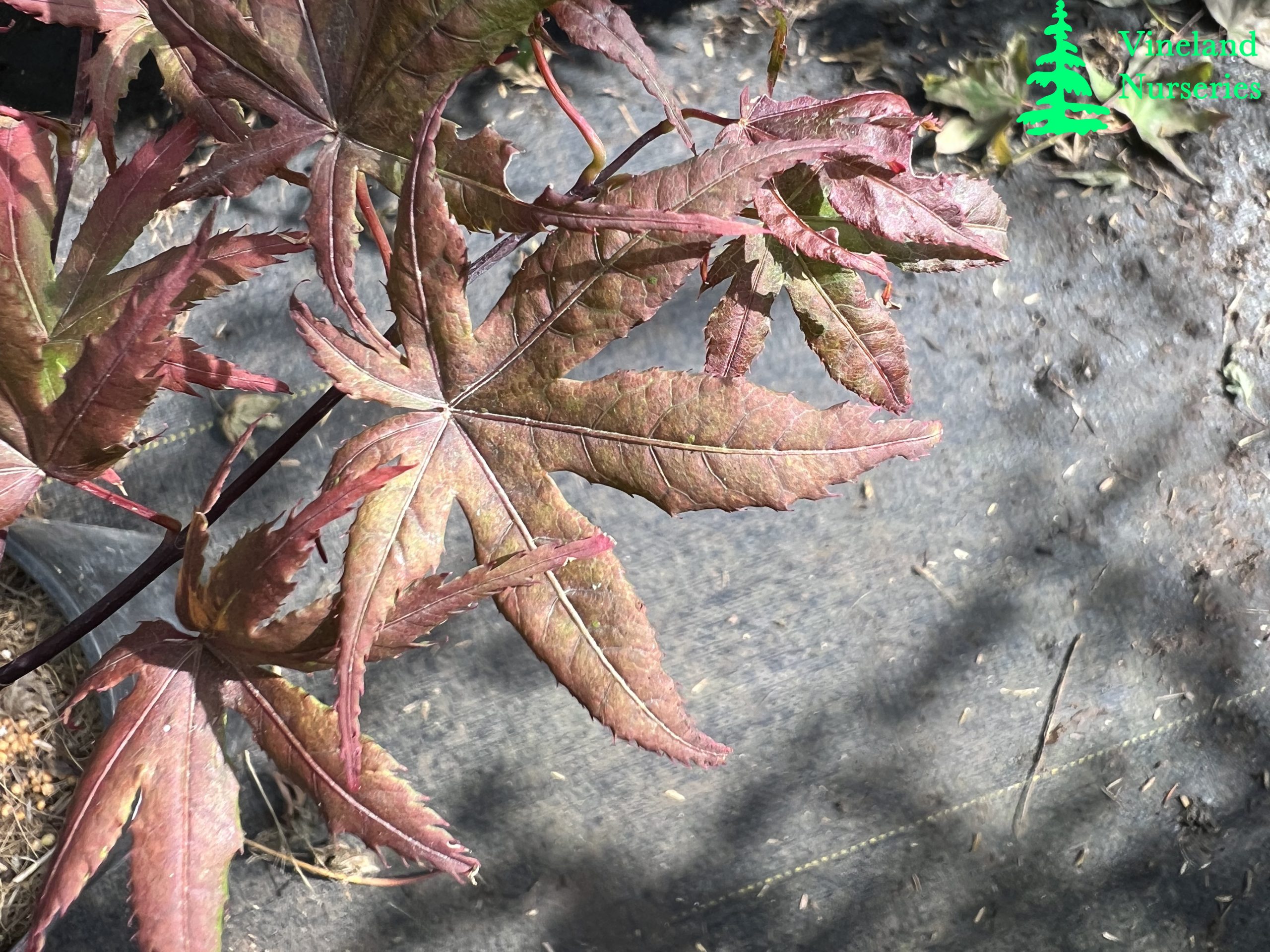 Acer Palmatum Uncle Ghost 2