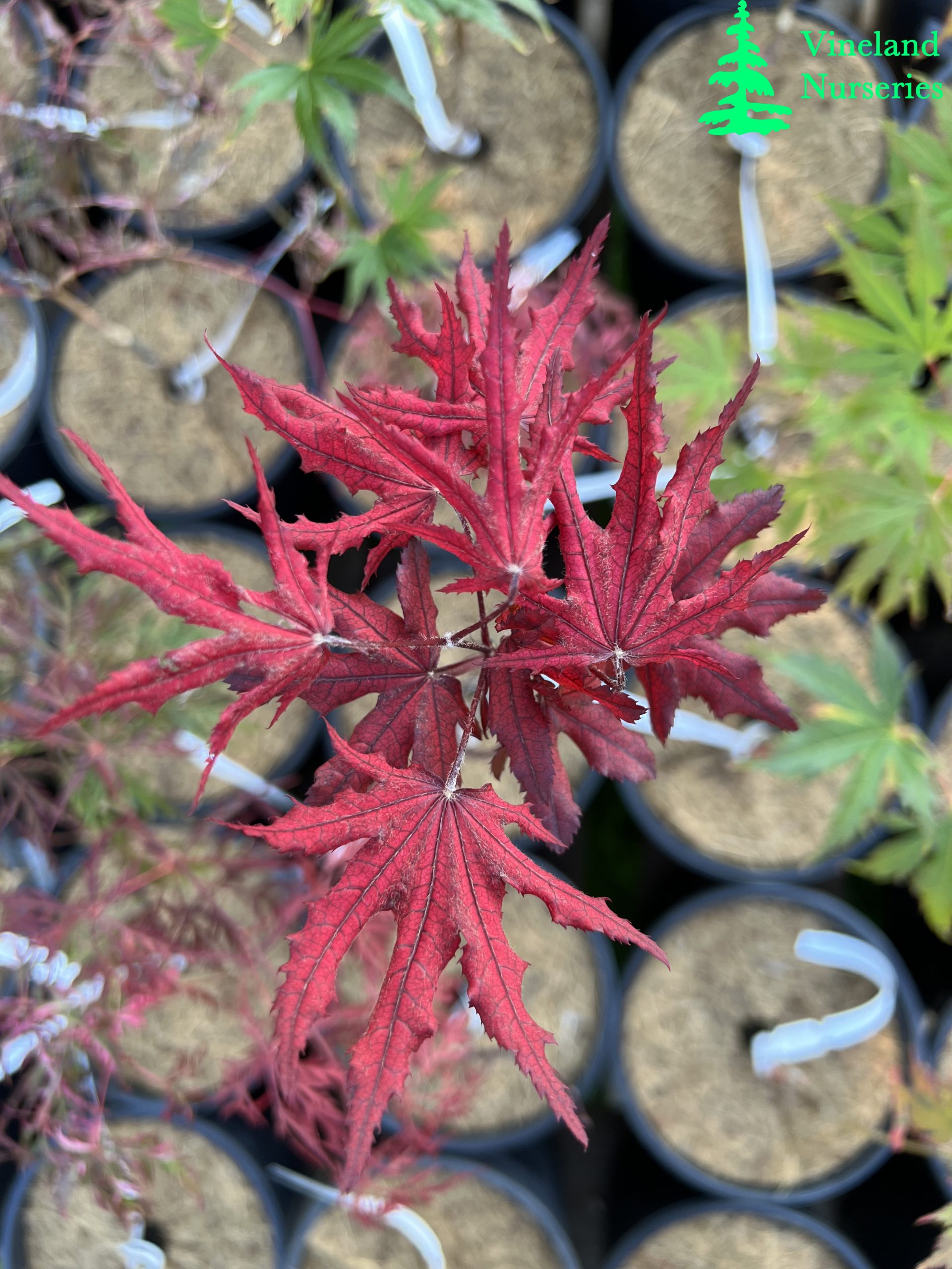 Acer Palmatum Waveleaf 1