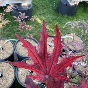 Acer Palmatum Waveleaf 2