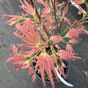 Acer Palmatum Wilson's Pink Dwarf 1
