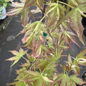 Acer Pictum Akikaze Nishiki 2