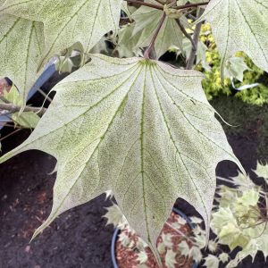 Acer Pictum Usugumo 1