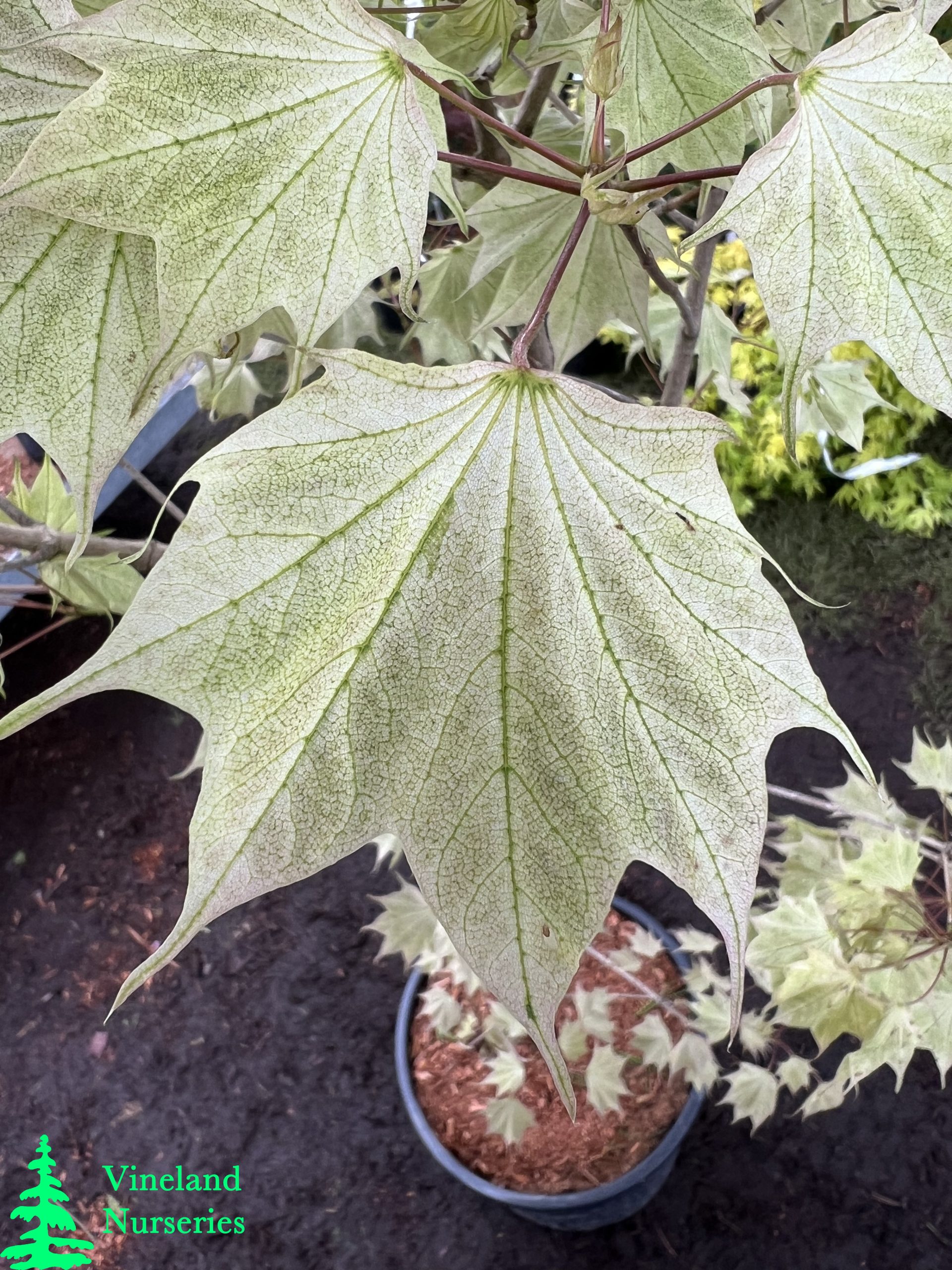 Acer Pictum Usugumo 1