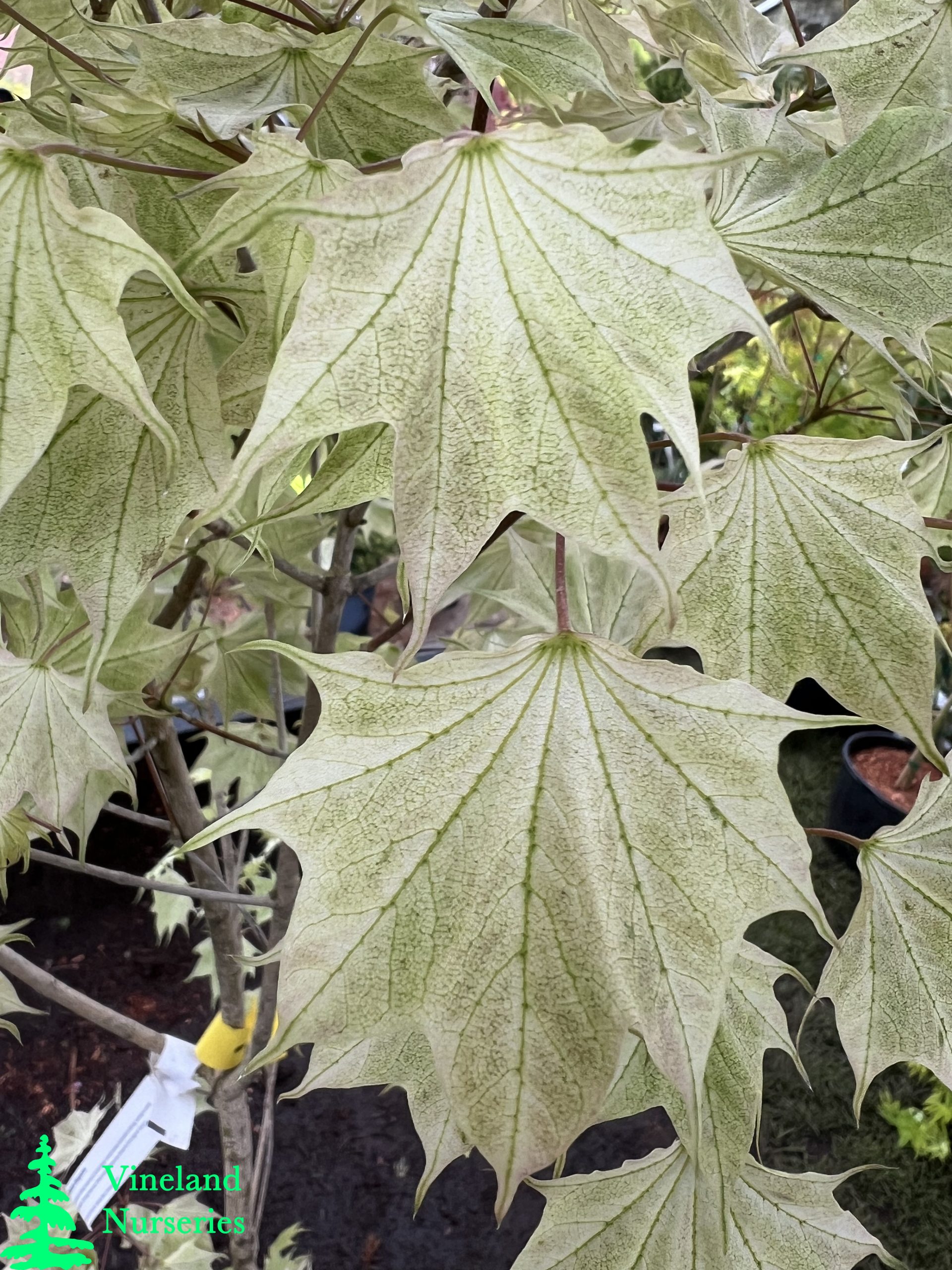 Acer Pictum Usugumo 2