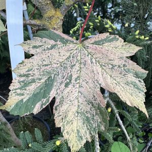 Acer Pseudoplatanus Eskimo Sunset 1