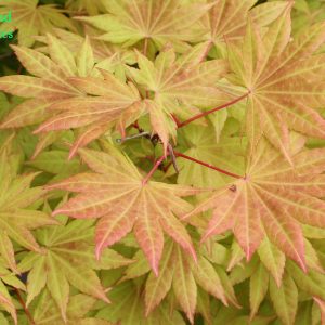 Acer Shirasawanum Moonrise