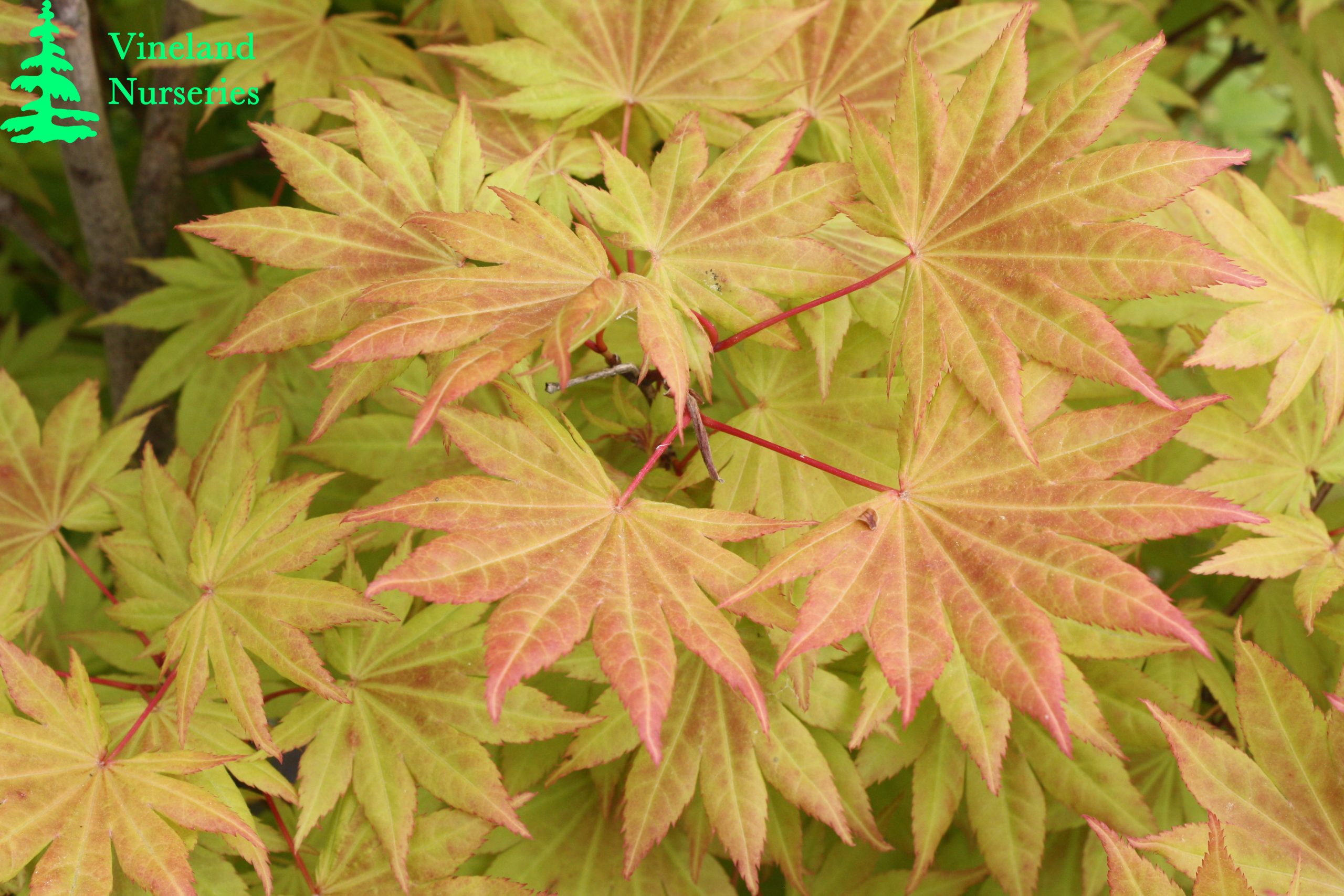 Acer Shirasawanum Moonrise