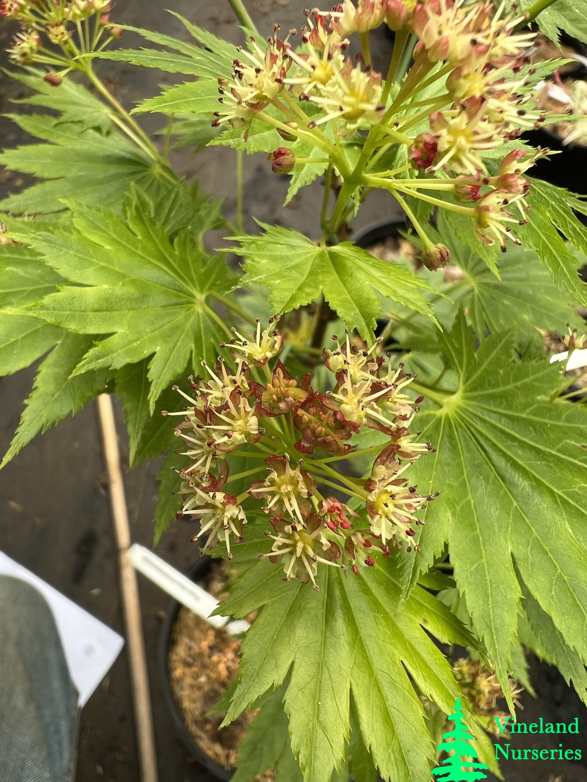Acer Shirasawanum Red Wing