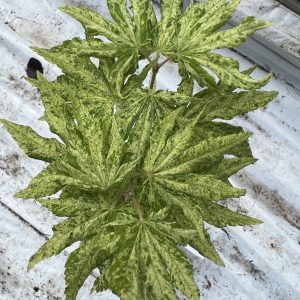 Acer Sieboldianum Kumoi Nishiki 1