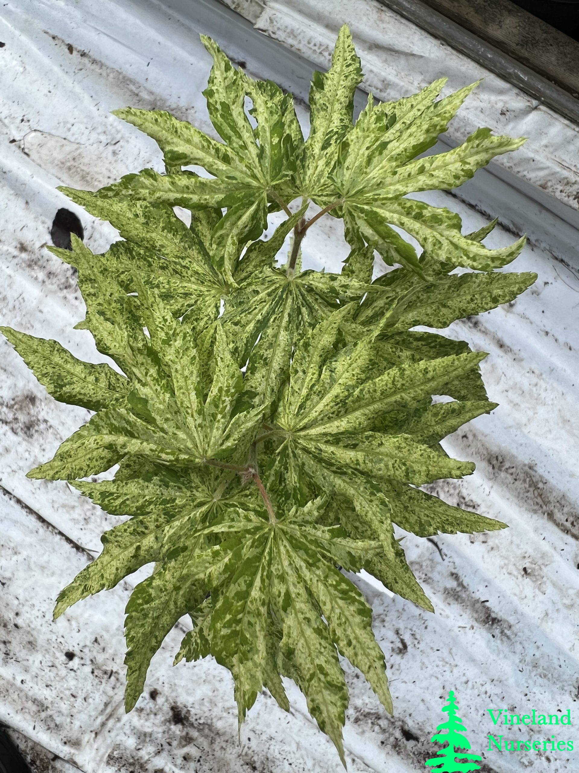 Acer Sieboldianum Kumoi Nishiki 1