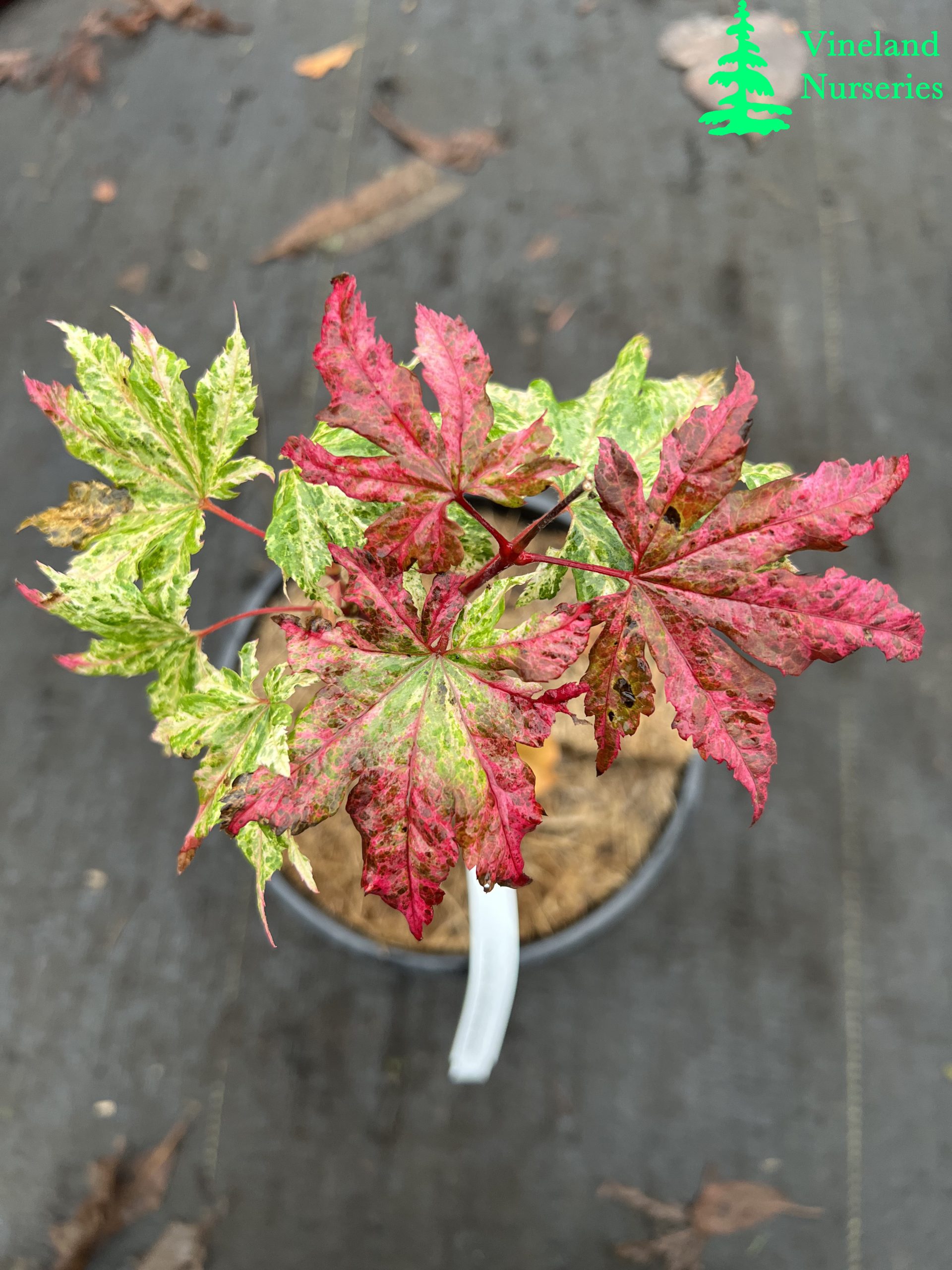 Acer Sieboldianum Kumoi Nishiki 2