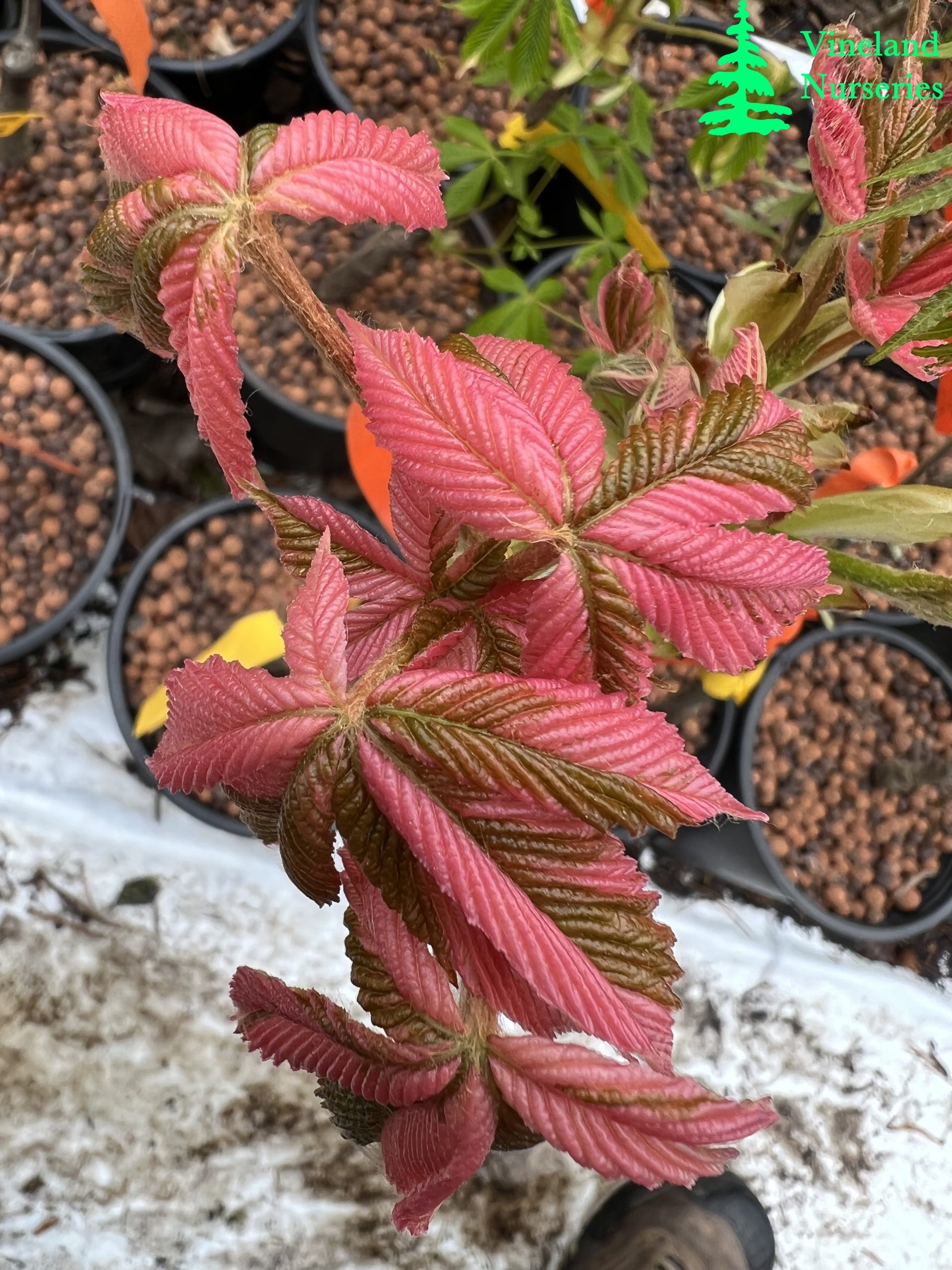 Aesculus Turbinata Marble Chip
