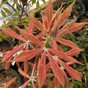 Aesculus X Neglecta Erythroblastos 1