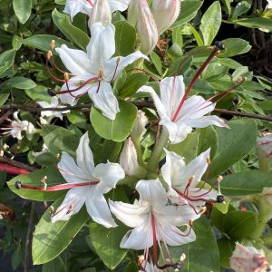 Azalea Arborescens