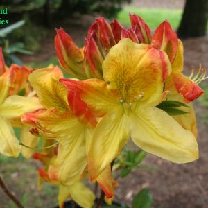 Azalea Arneson Gem