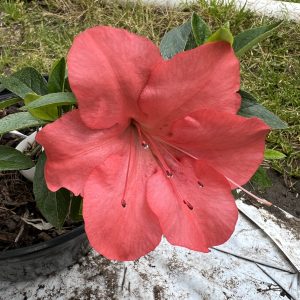 Azalea Asahi No Hikari