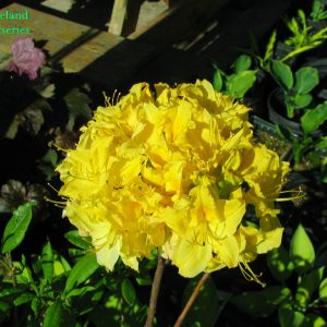 Azalea Lemon Lights