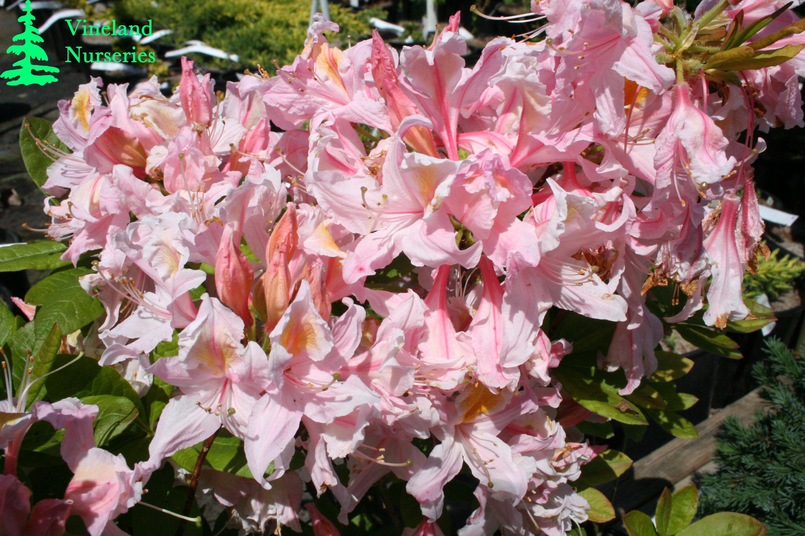 Azalea Pink And Sweetjpg