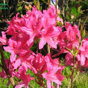 Azalea Rosy Lights
