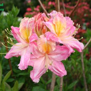 Azalea Tri Lights 2
