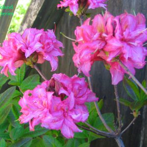 Azalea Vinecourt Dukejpg