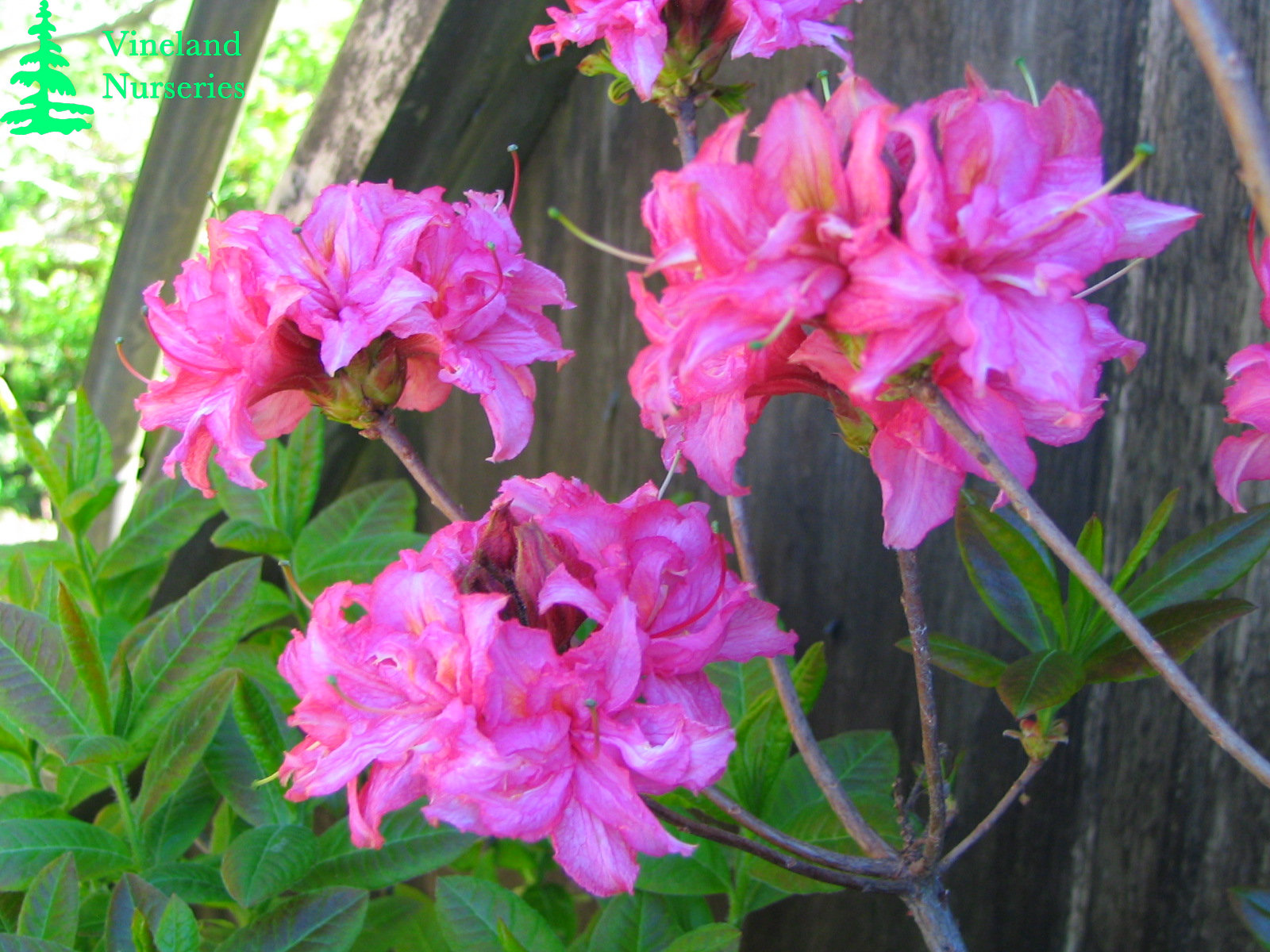 Azalea Vinecourt Dukejpg