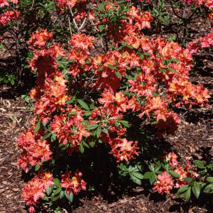 Azalea Vineland Orange