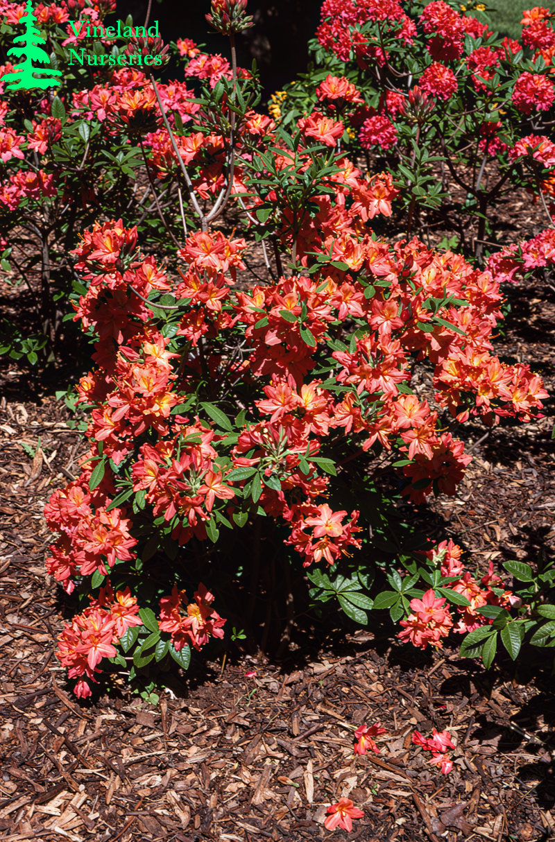 Azalea Vineland Orange