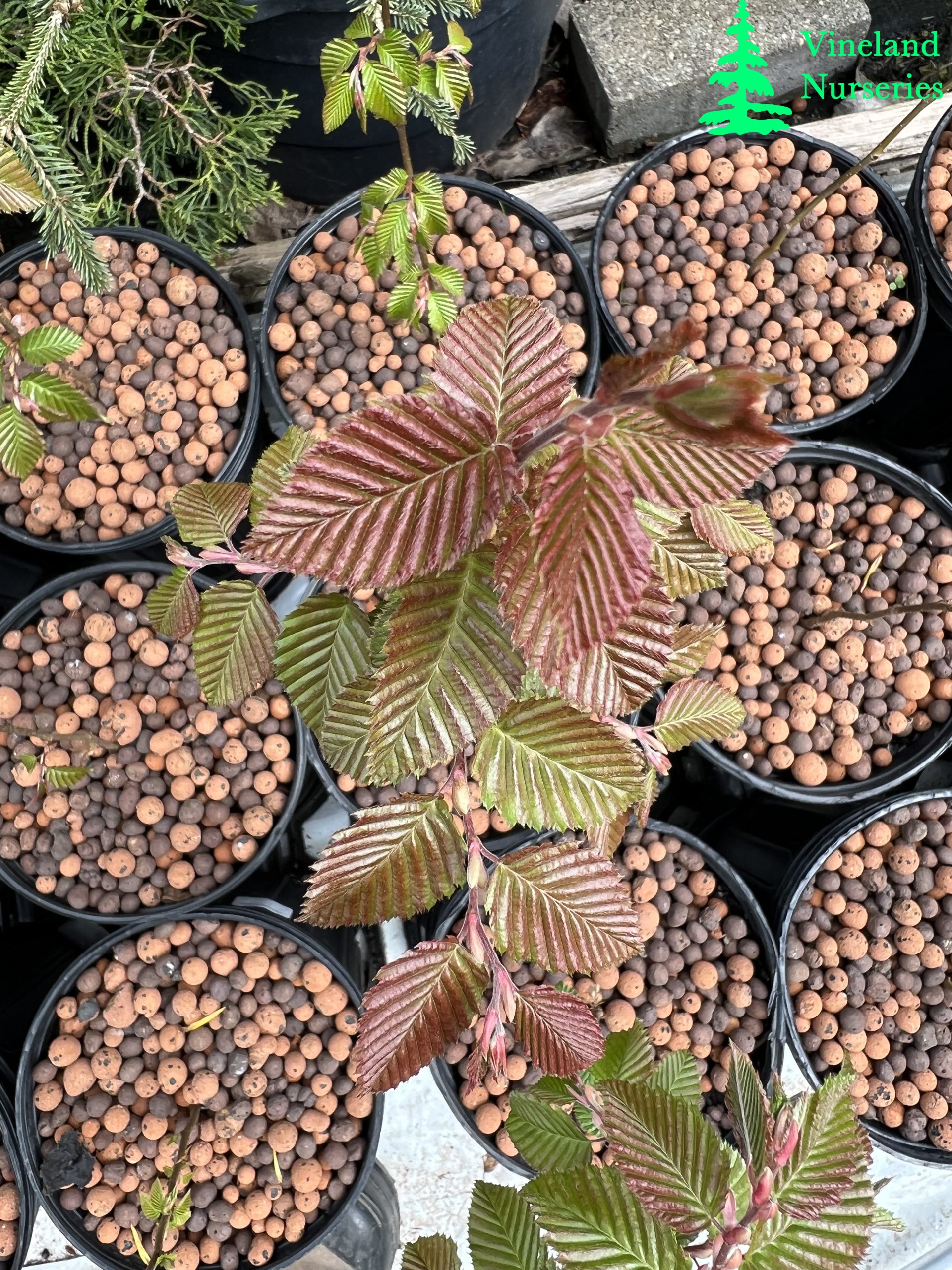 Carpinus Coreana 1