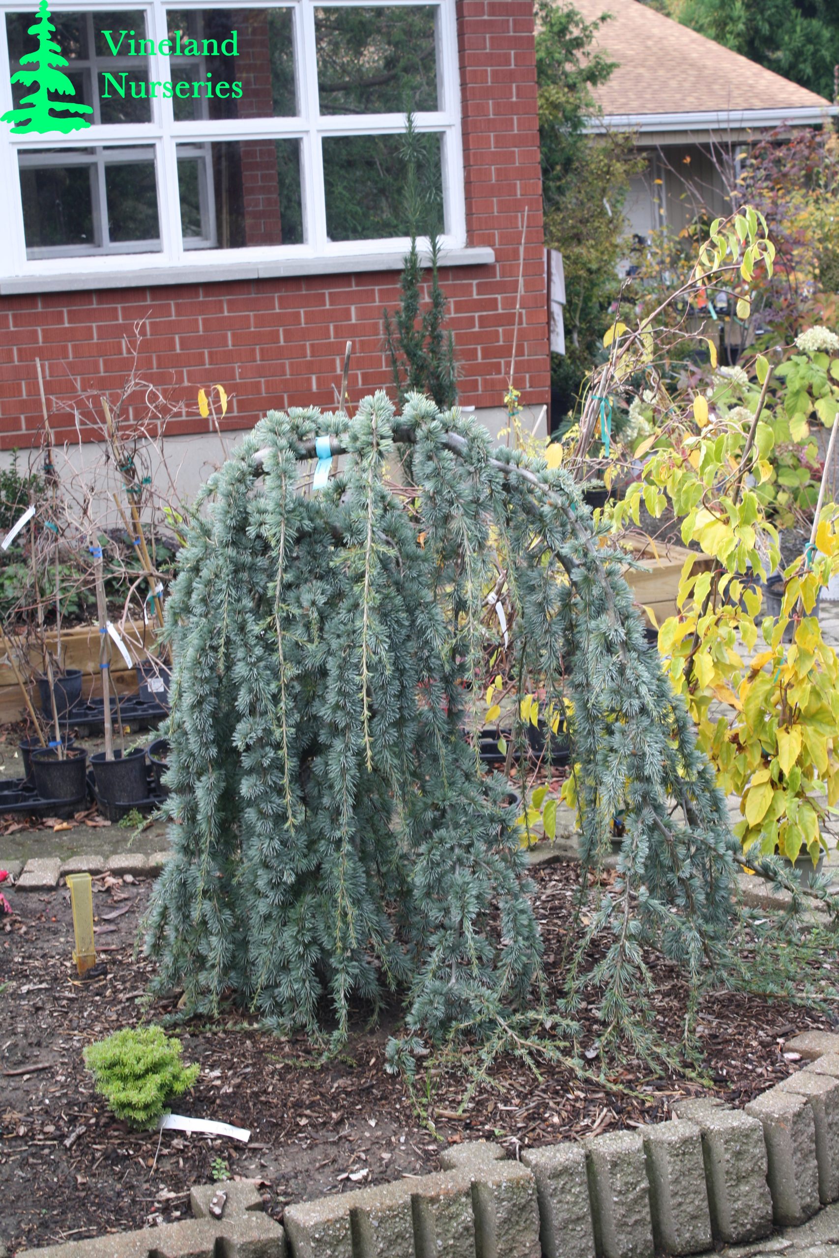 Cedrus Atlantica Glauca Pendula 1