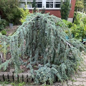 Cedrus Atlantica Glauca Pendula 2