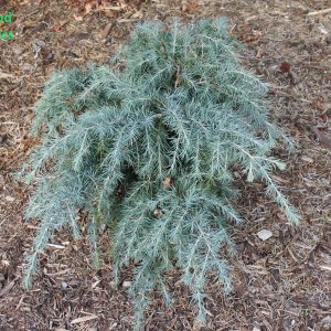 Cedrus Deodara Feelin Blue