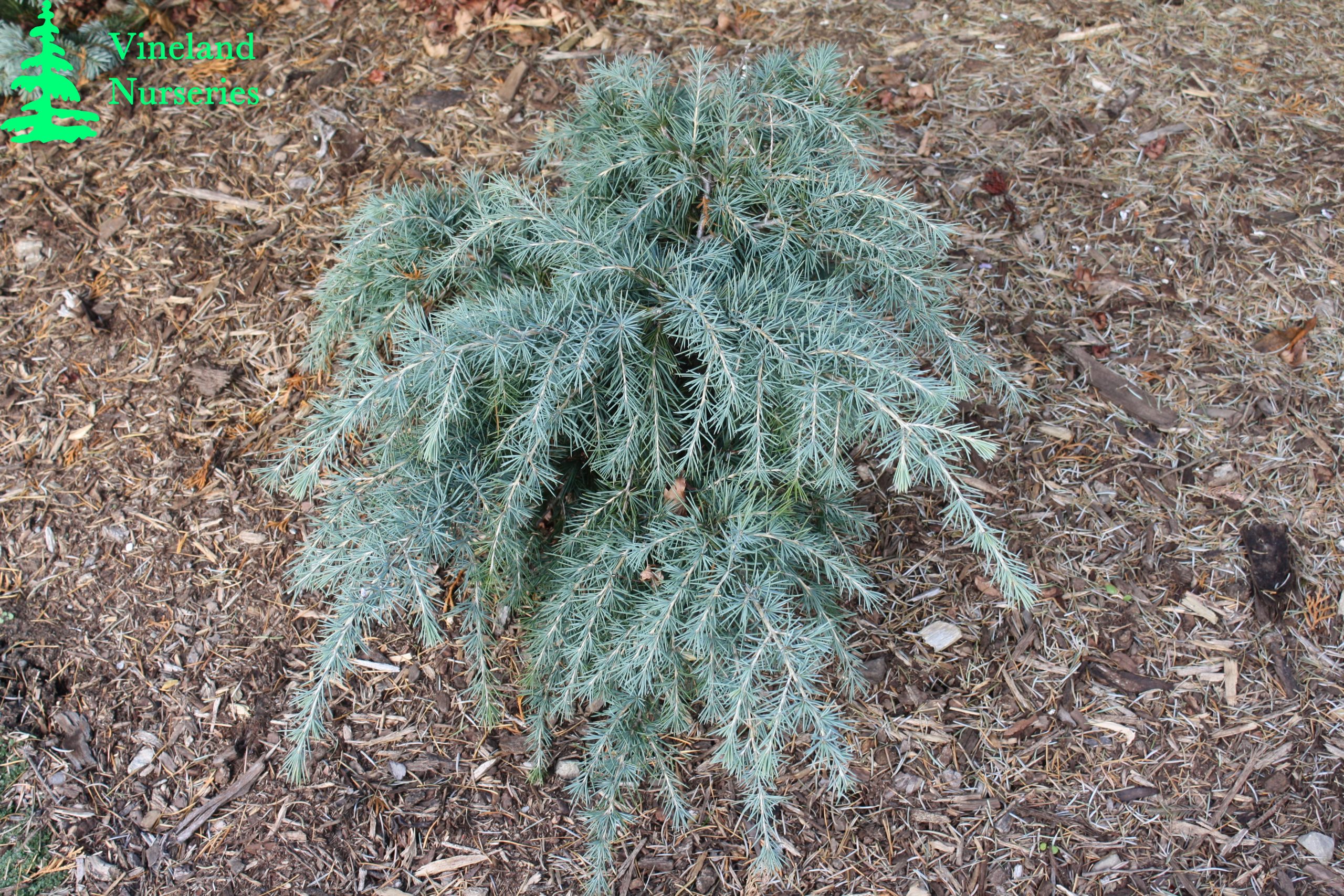 Cedrus Deodara Feelin Blue