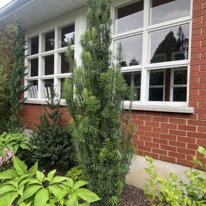 Cephalotaxus Harringtonia Fastigiata