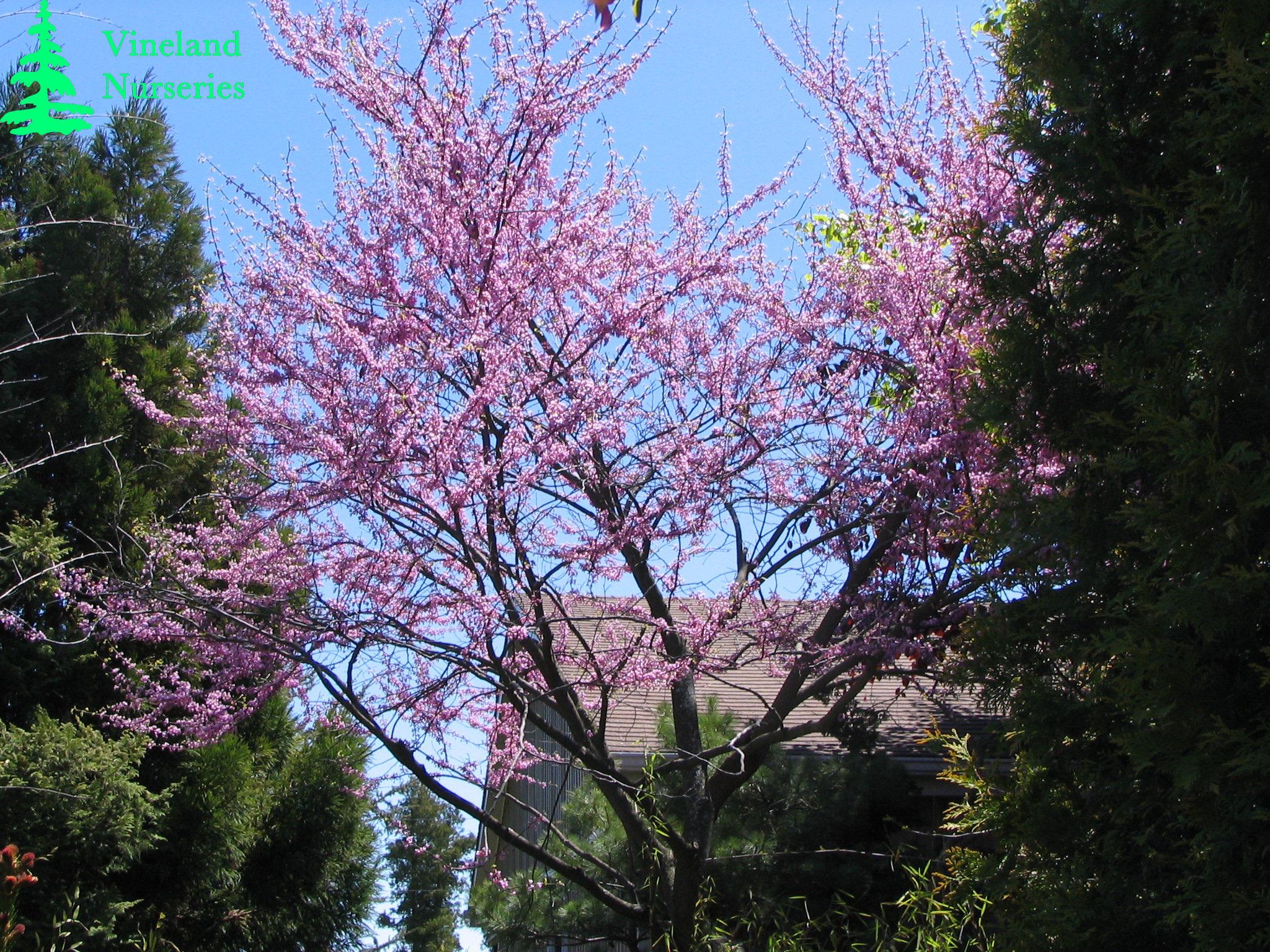 Cercis Canadensis 2