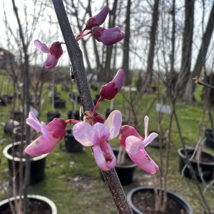 Cercis Canadensis