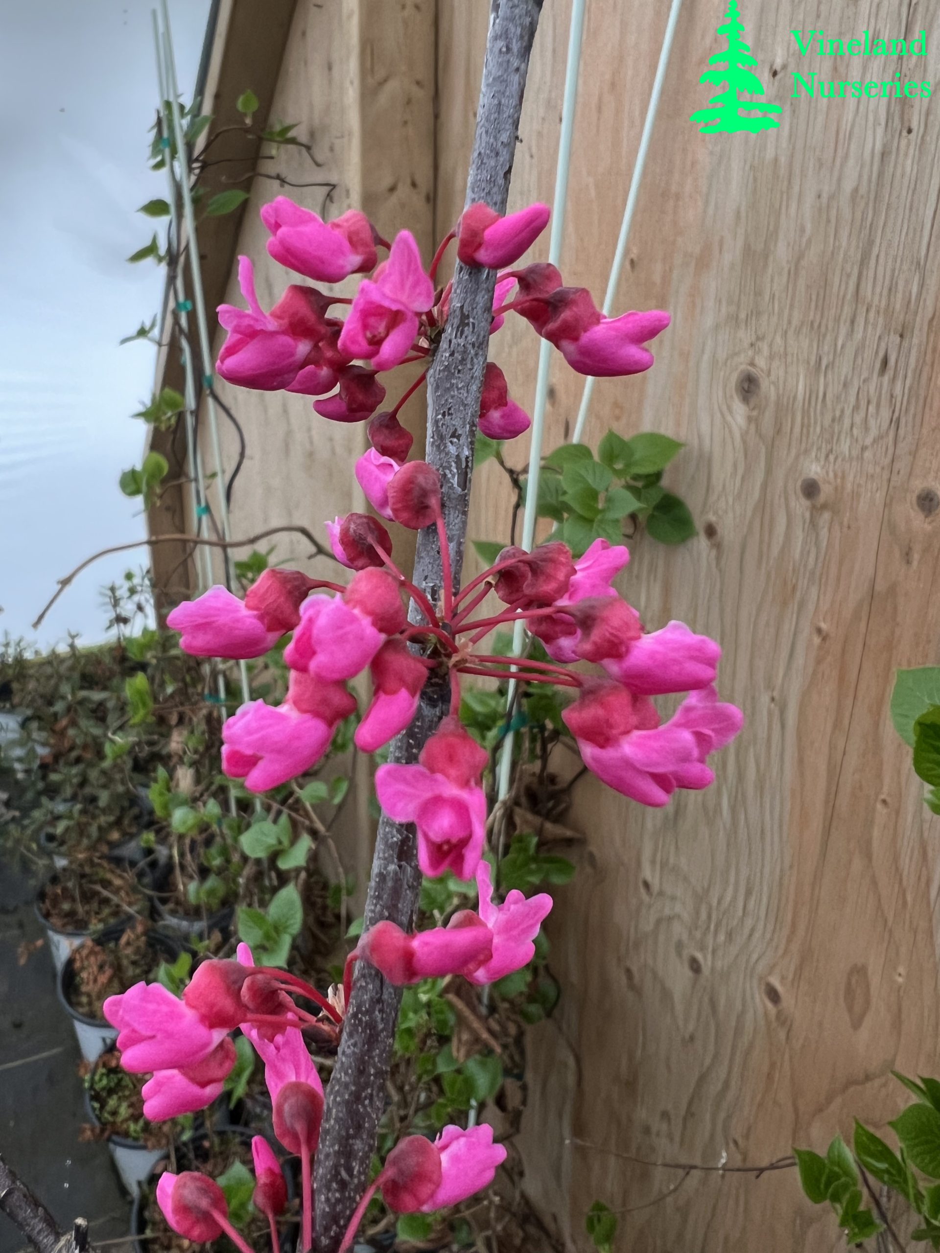 Cercis Canadensis Appalachian Red 1