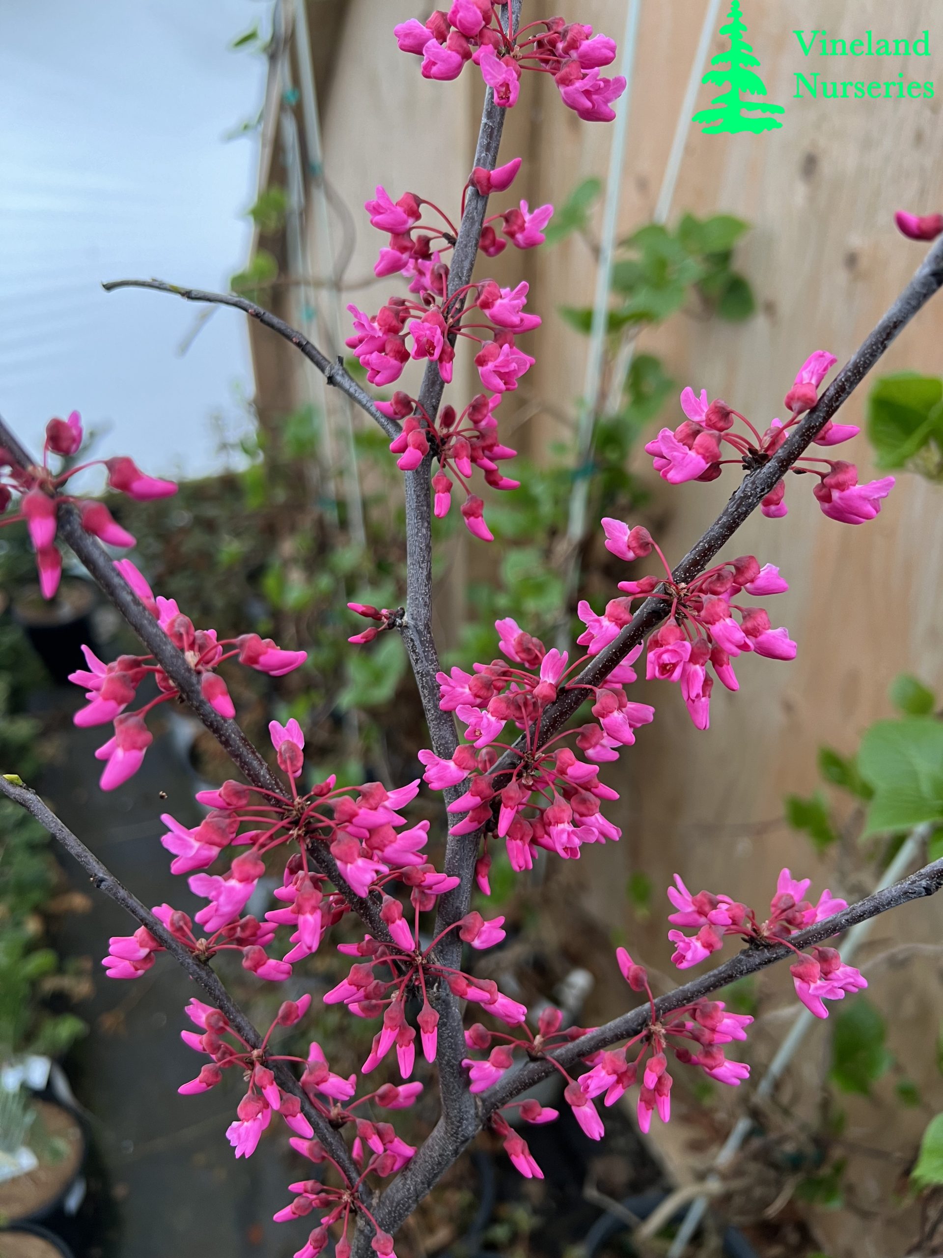 Cercis Canadensis Appalachian Red 2