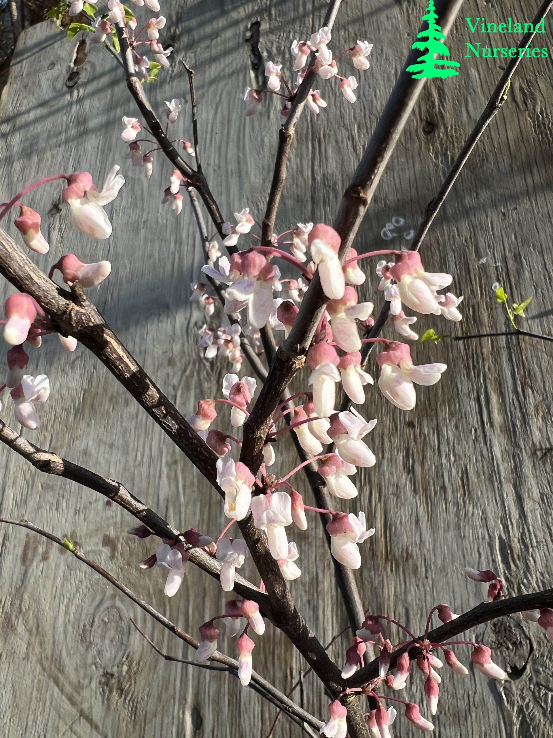Cercis Canadensis Arnold Banner 1