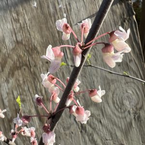 Cercis Canadensis Arnold Banner 2