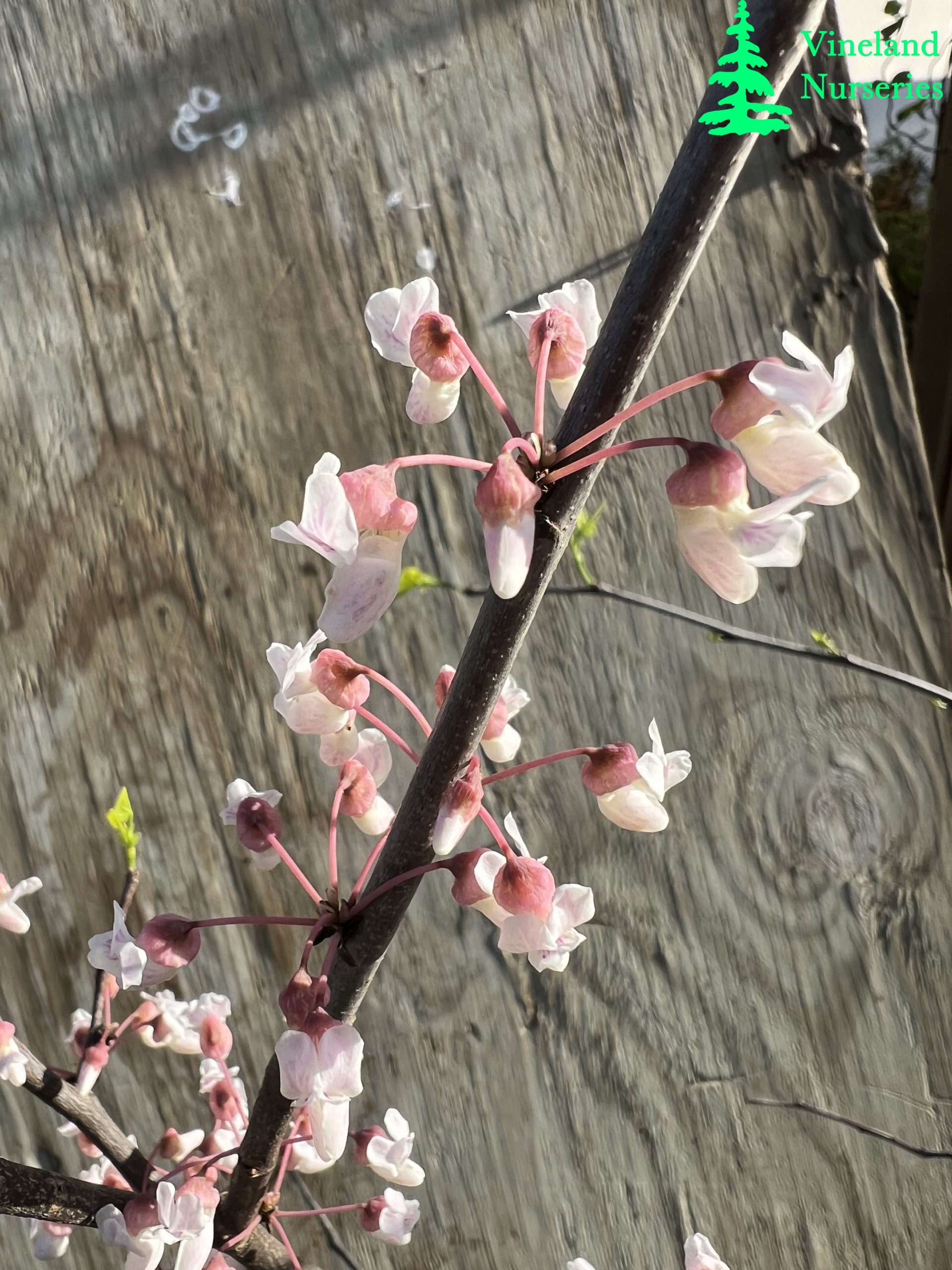 Cercis Canadensis Arnold Banner 2