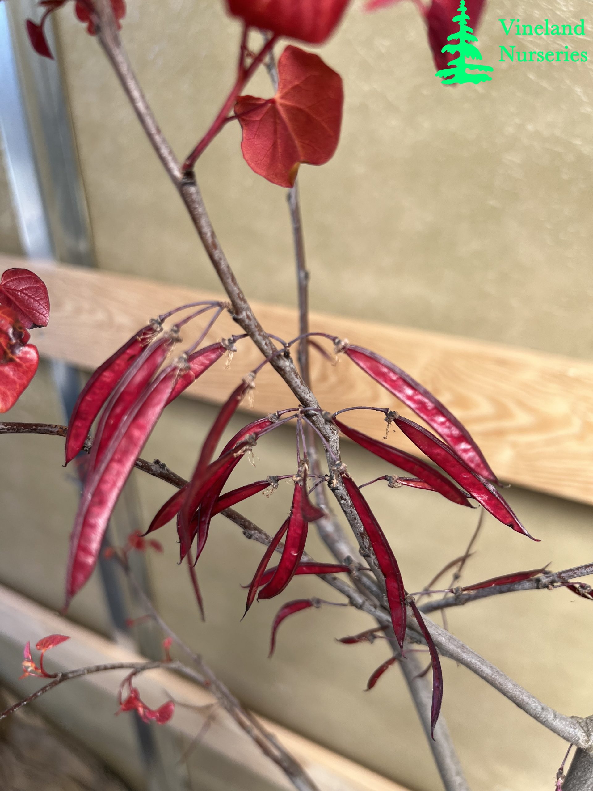 Cercis Canadensis Hearts A'fire 2