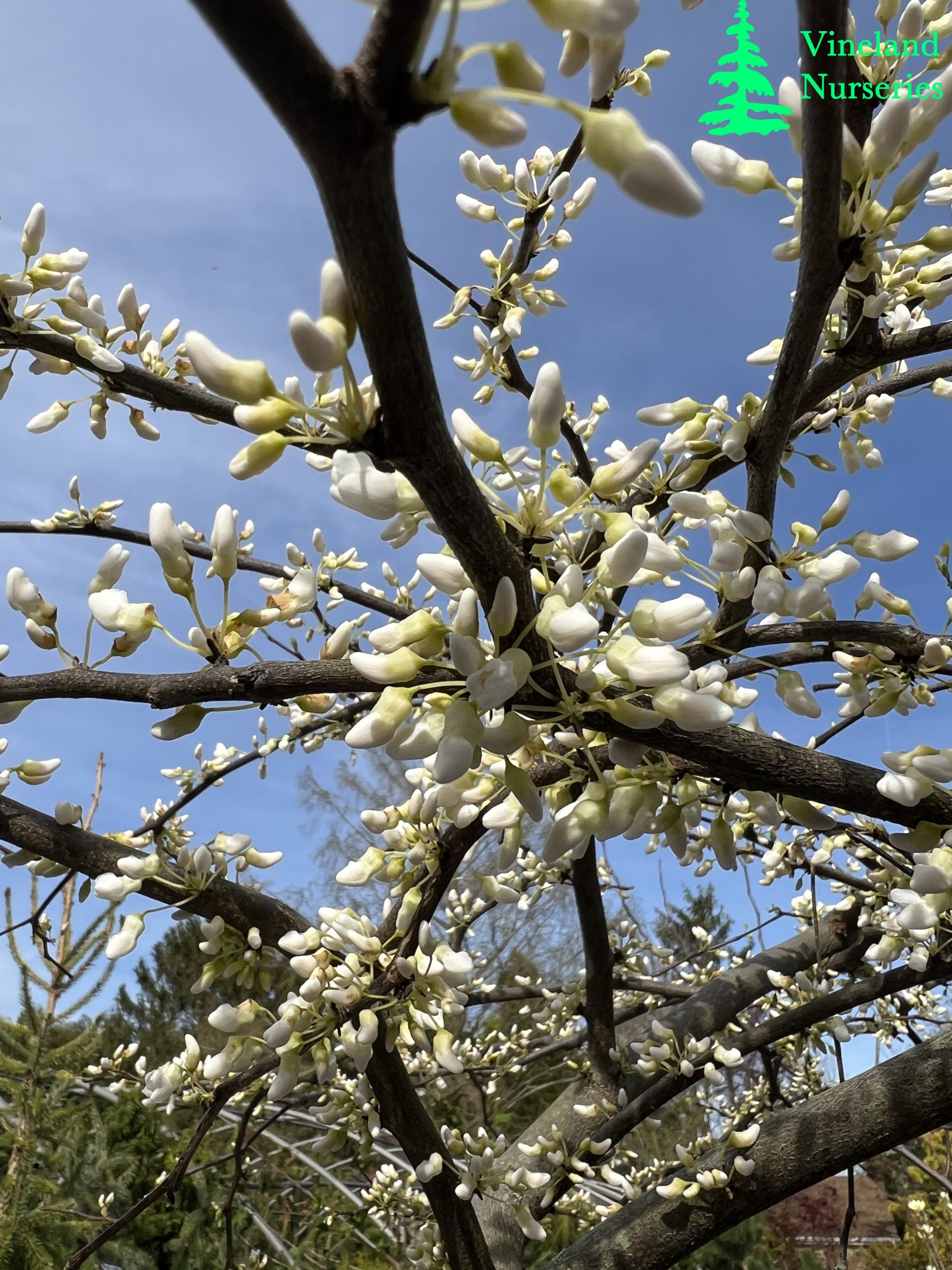 Cercis Canadensis Vanilla Twist 1