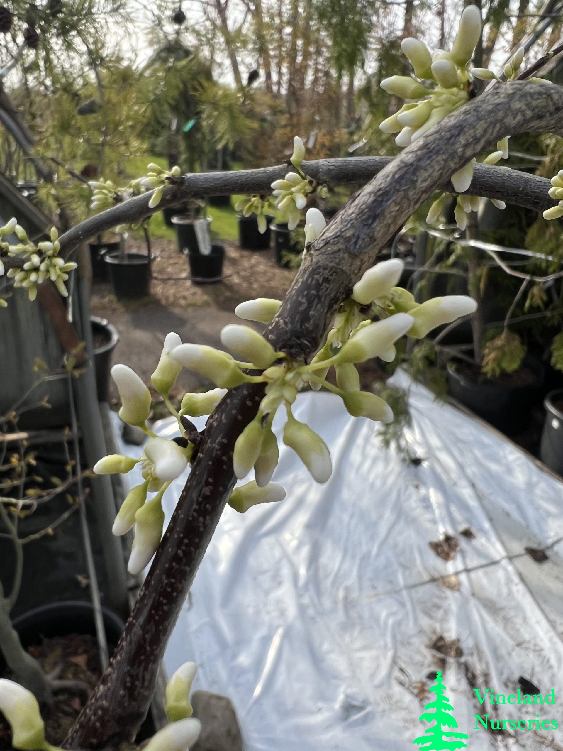 Cercis Canadensis Vanilla Twist 2
