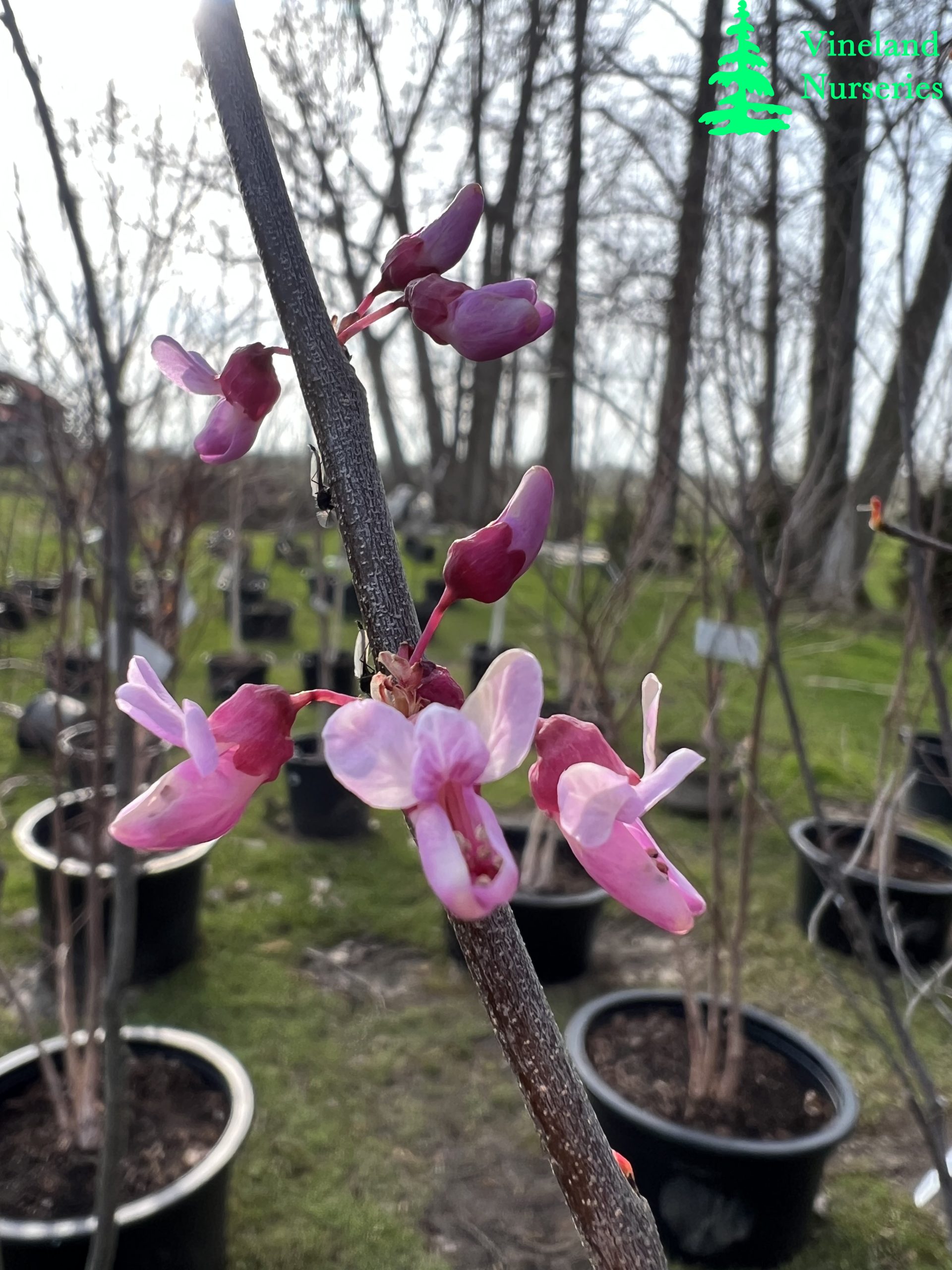 Cercis Canadensis