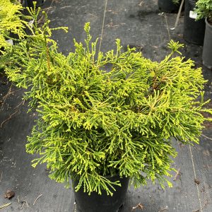 Chamaecyparis Obtusa Gitte