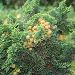 Chamaecyparis Obtusa Nana Gracilis