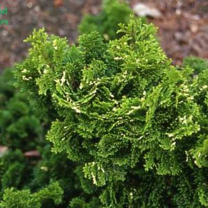 Chamaecyparis Obtusa Snowkist 2