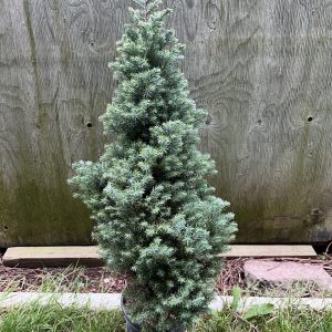 Chamaecyparis Pisifera Baby Blue Ice 1