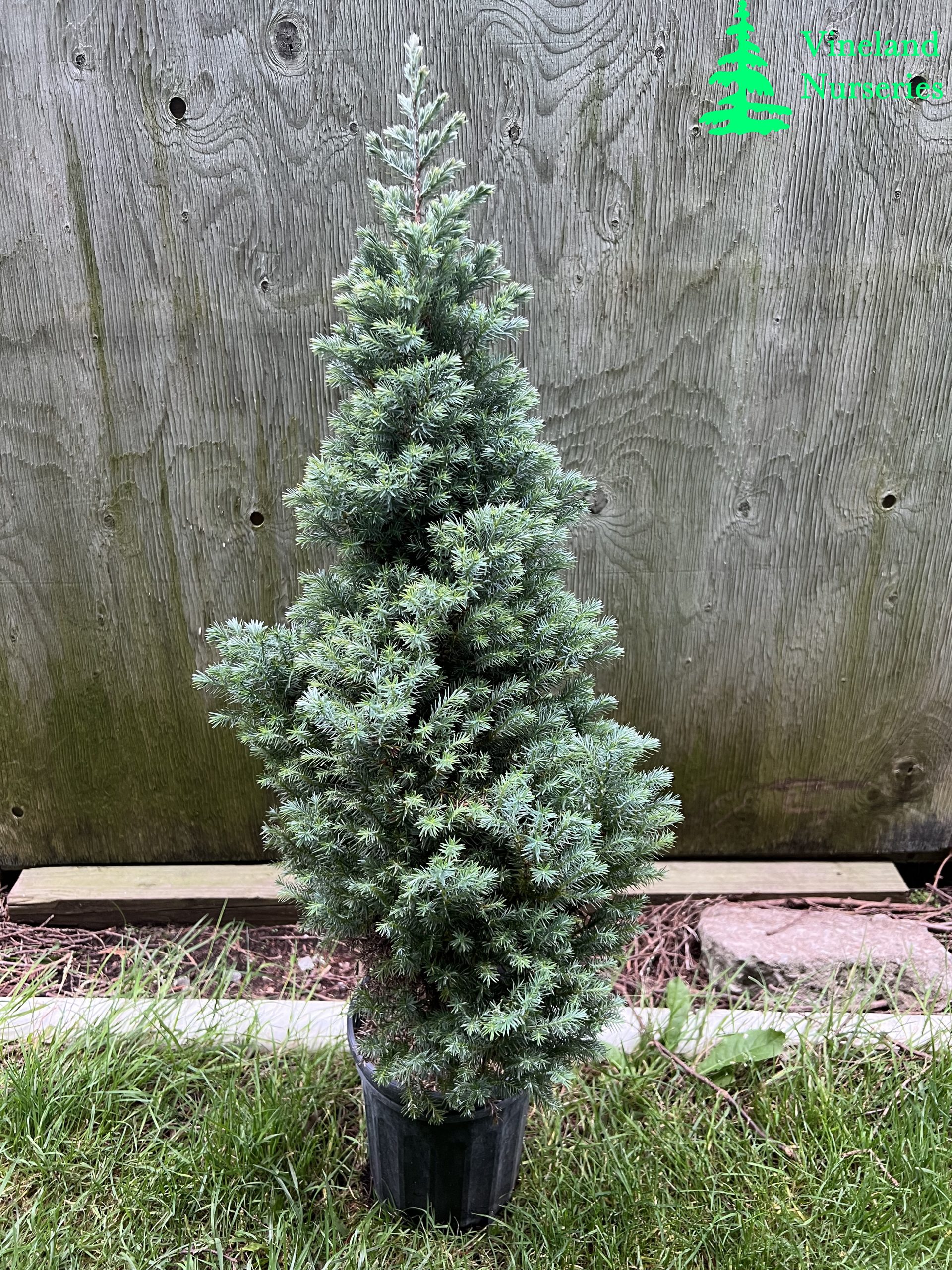 Chamaecyparis Pisifera Baby Blue Ice 1